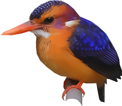 African Pygmy-kingfisher - Coraciiformes (400x400)