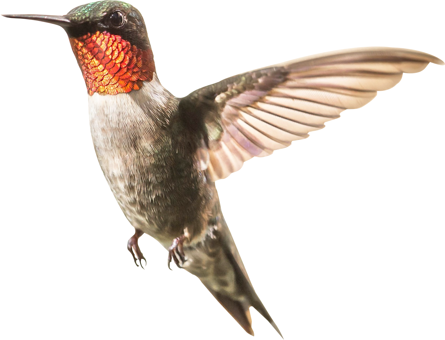 Hummingbird Png Transparent Image - Humming Bird Png Transparent (1630x1296)
