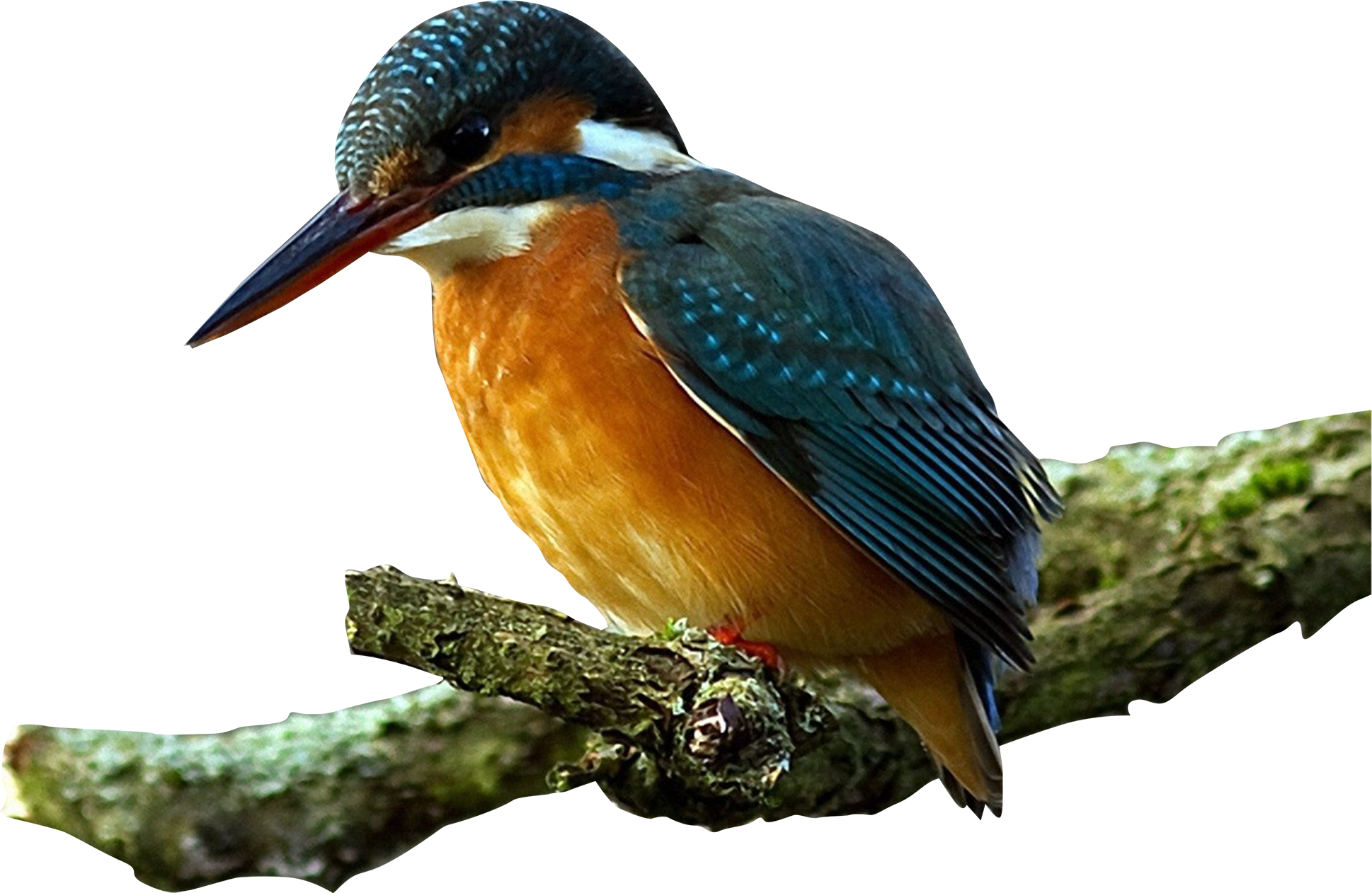 Bird White-throated Kingfisher - Kingfisher (1938x1262)