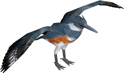 Beltedkingfisher Tamarahenson F3 - Belted Kingfisher (420x420)