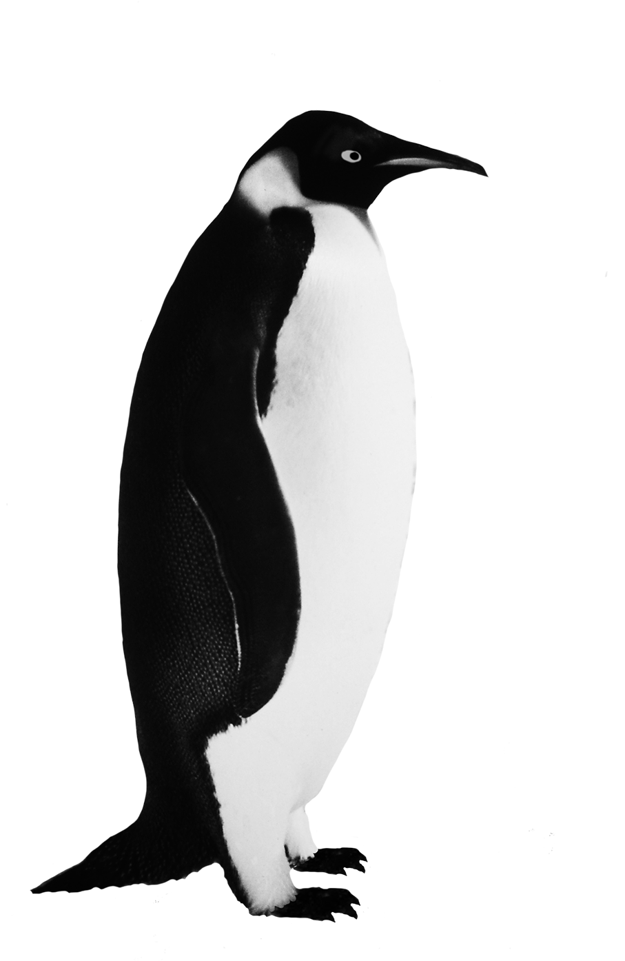 Funny Penguin Clip Art Emperor Penguin Clipart - Realistic Penguin Clip Art (945x1417)