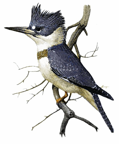 Kingfisher Transparent Background - Belted Kingfisher Drawing (415x500)