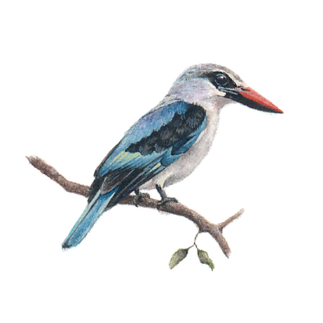 Woodlands Kingfisher - Lorraine Loots (461x461)