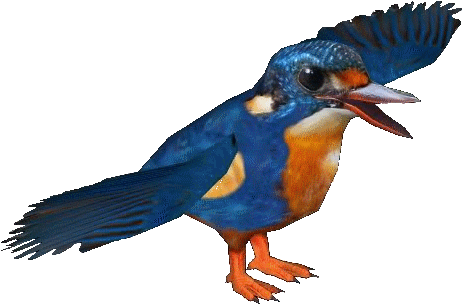 Indigobandedkingfisher - Eastern Bluebird (474x474)
