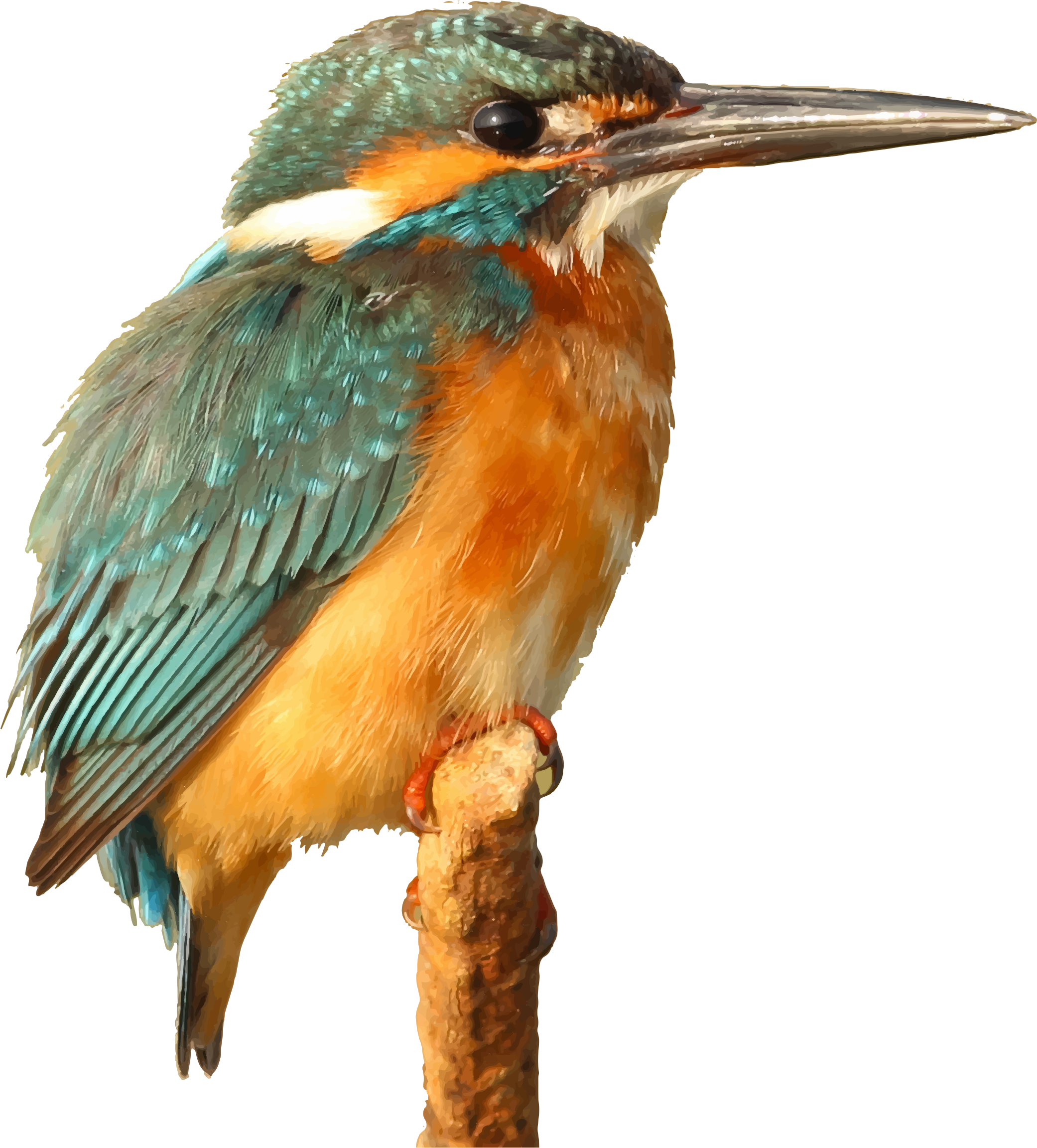 This Free Icons Png Design Of Kingfisher Bird - Orange Bird Pillow Case (2082x2304)