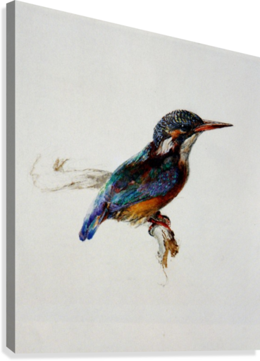 Kingfisher Ruskin Canvas Print - Ruskin's Drawings [book] (369x511)