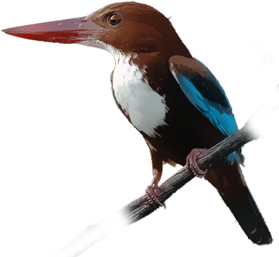 İzmir Yalıçapkını - Black Billed Magpie (400x400)