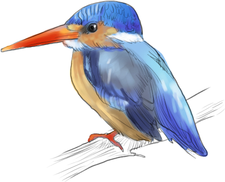 Blue-eared Kingfisher - Belted Kingfisher (518x432)