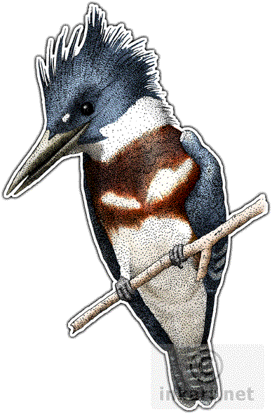 Belted Kingfisher Art Decal - Belted Kingfisher Sticker (rectangle) (388x590)