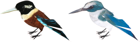 Posted Image - Blue-footed Booby (700x210)