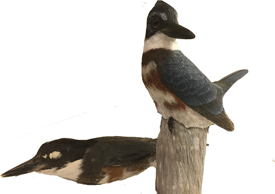 Carved Version Of A Female Blue-winged Teal Held By - Belted Kingfisher (1000x618)