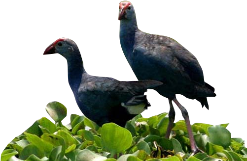 Kingfisher - Grey-headed Swamphen (500x377)