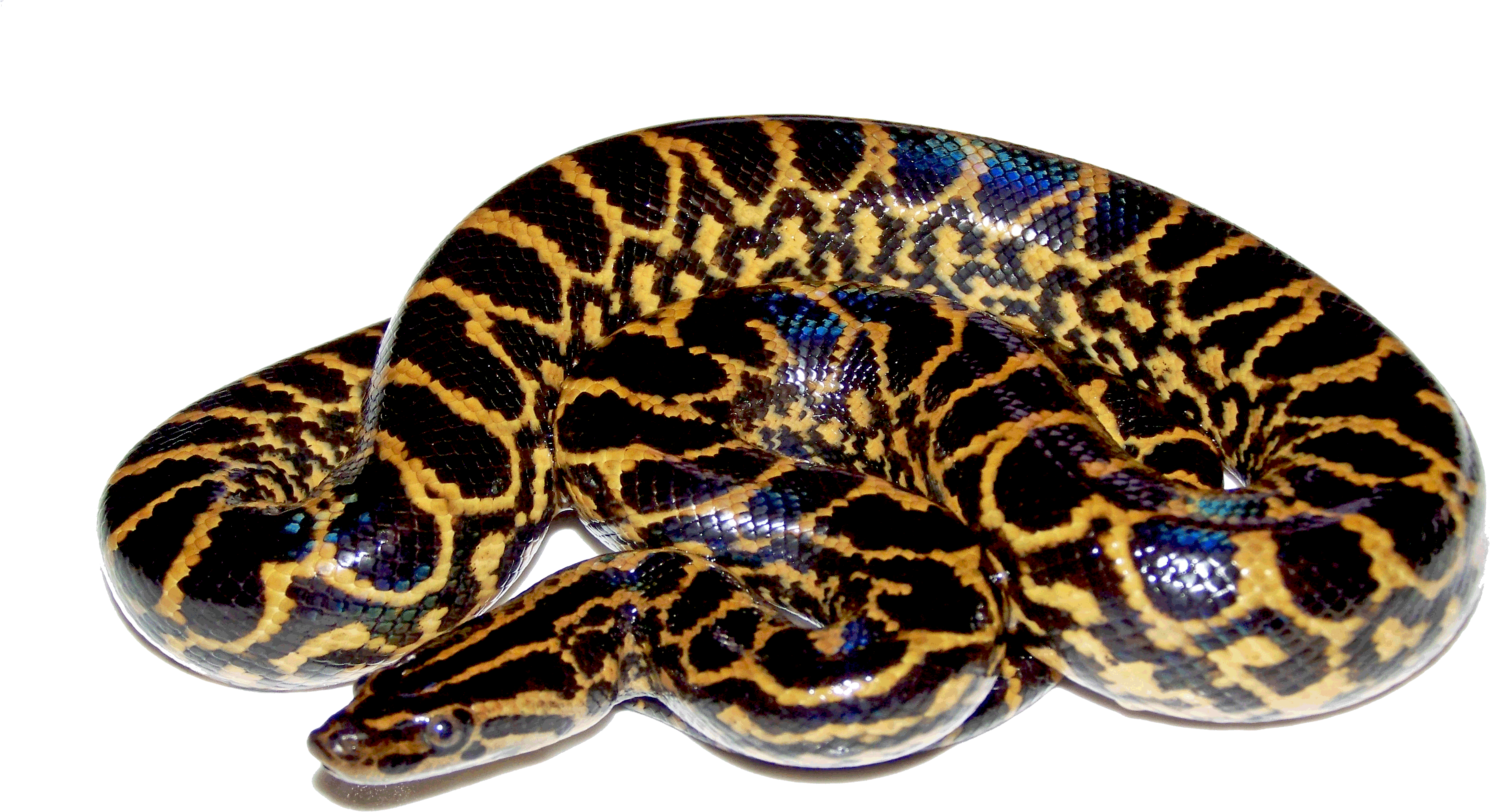 Image - Anaconda Png (3840x2400)