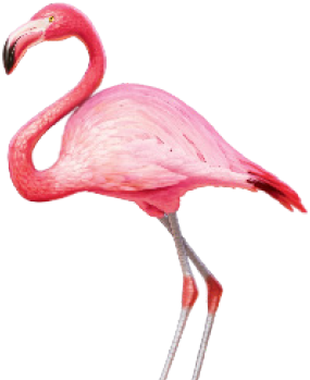 Am Sonntag, - Clip Art Transparent Background Flamingo (374x380)