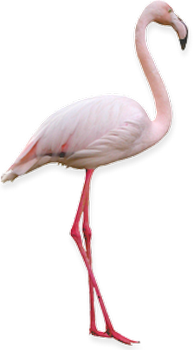 Flamingo - Фламинго Пнг (275x491)