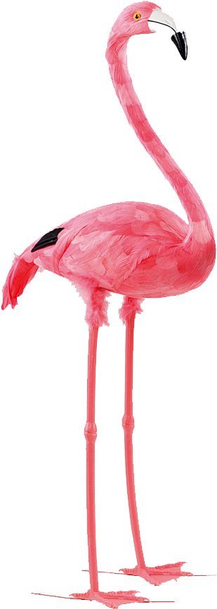 Bird Paper Flamingo Feather Pink - Flamingo Render Transparent Background (904x904)