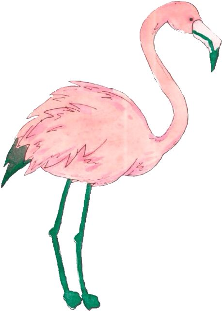 Flamingo - Flamingo Transparent (500x714)