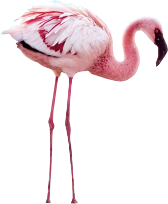 Flamingo Web Png Image - Crimson Wing: Mystery Of The Flamingos (330x400)