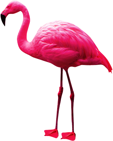 Flamingo Png (360x449)