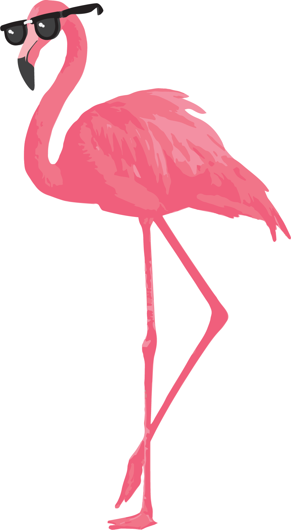 Flamingo - Greater Flamingo (988x1796)