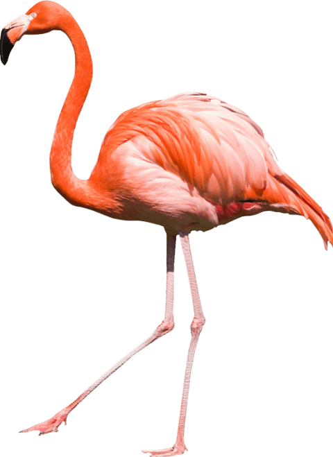 Free Png Flamingo Png Images Transparent - Фламинго Пнг (480x659)