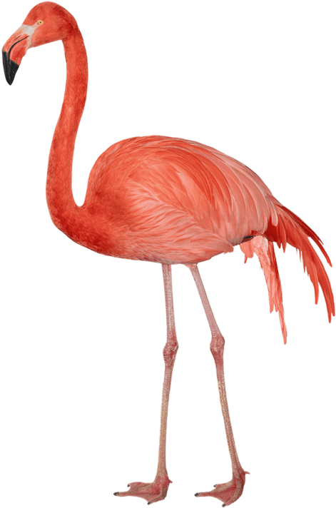 Free Png Flamingo Png Images Transparent - Flamingo Png (480x726)