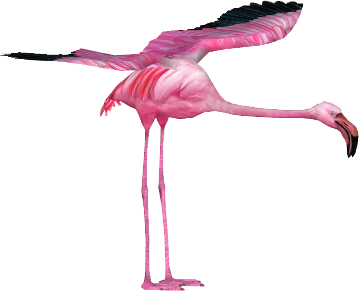 Giant Flamingo - Wiki (721x721)