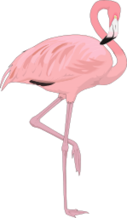 Free Png Flamingo Png Images Transparent - Beautiful Flamingo Throw Blanket (480x825)