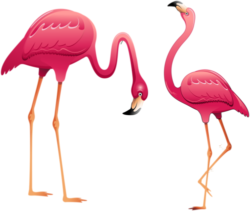 Png Turna, Balıkçıl, Flamingo, Pelikan Resimleri, Png - Фломинга Рисунок (500x421)