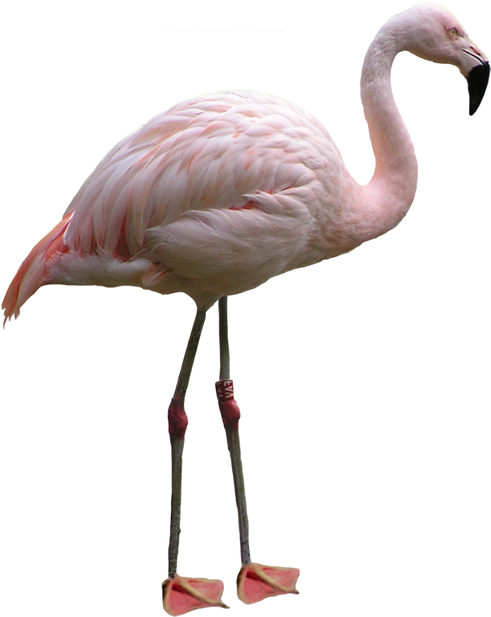 Flamingo Png Images - Flamingo In White Background (1024x967)