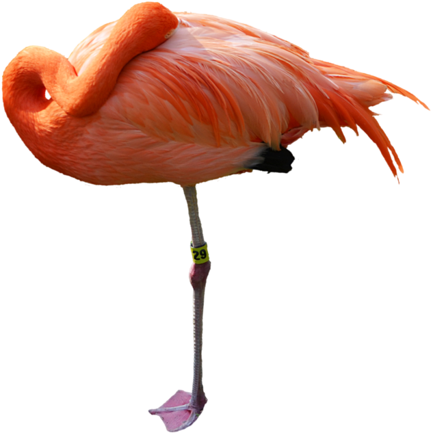 Sleeping Pink Flamingo Stock Photo 0405 Png By Annamae22 - Sleeping Flamingo Png (917x872)