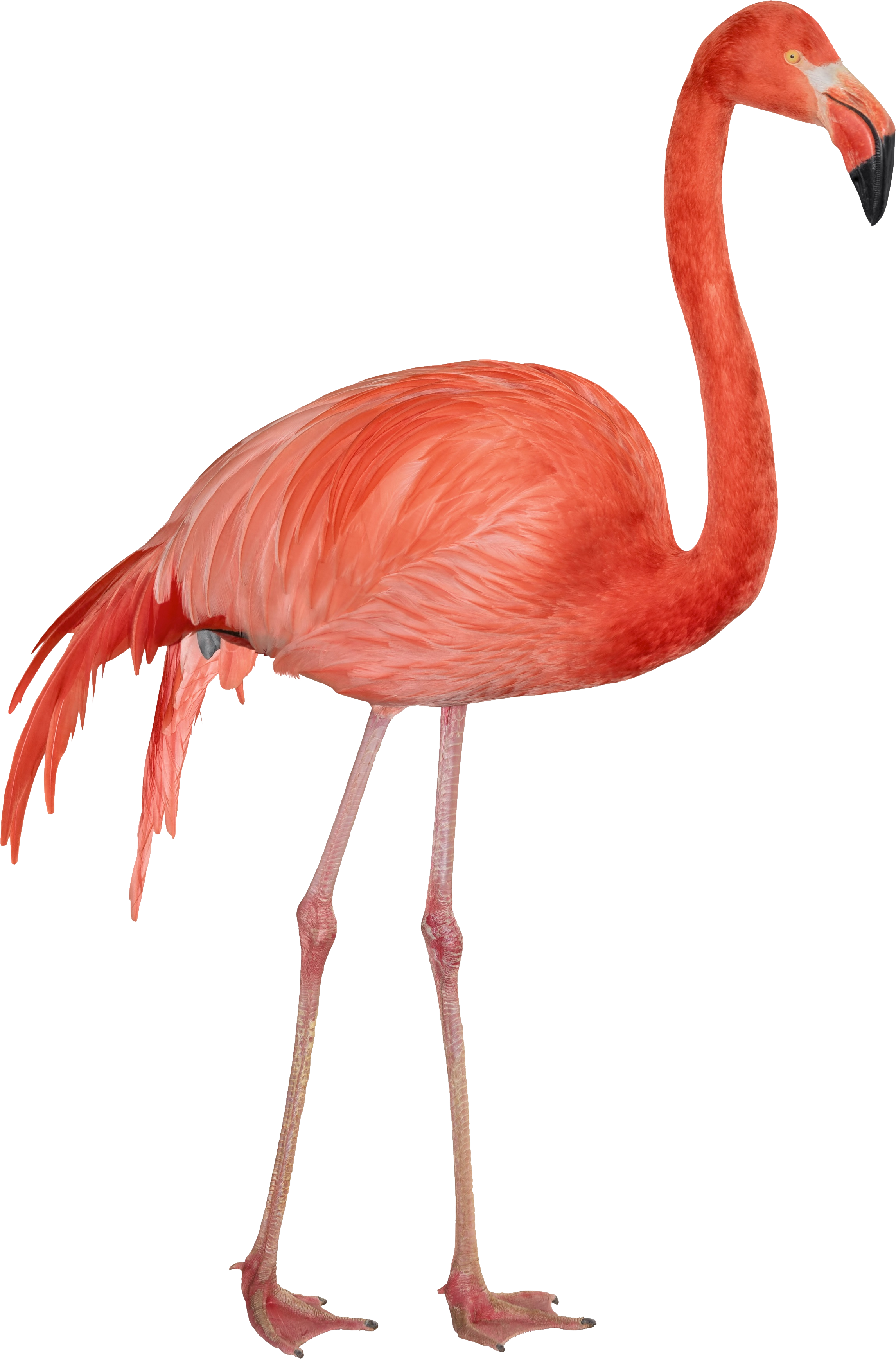 Free Png Flamingo Png Images Transparent - Flamingo Png (2291x3474)