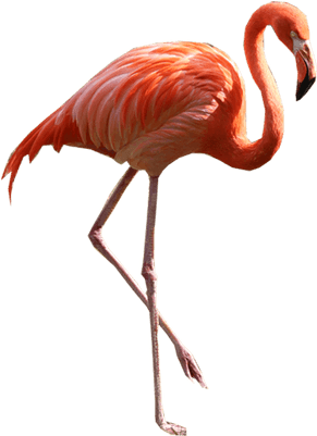 Flamingo Standing Right - Flamingo Png (400x400)
