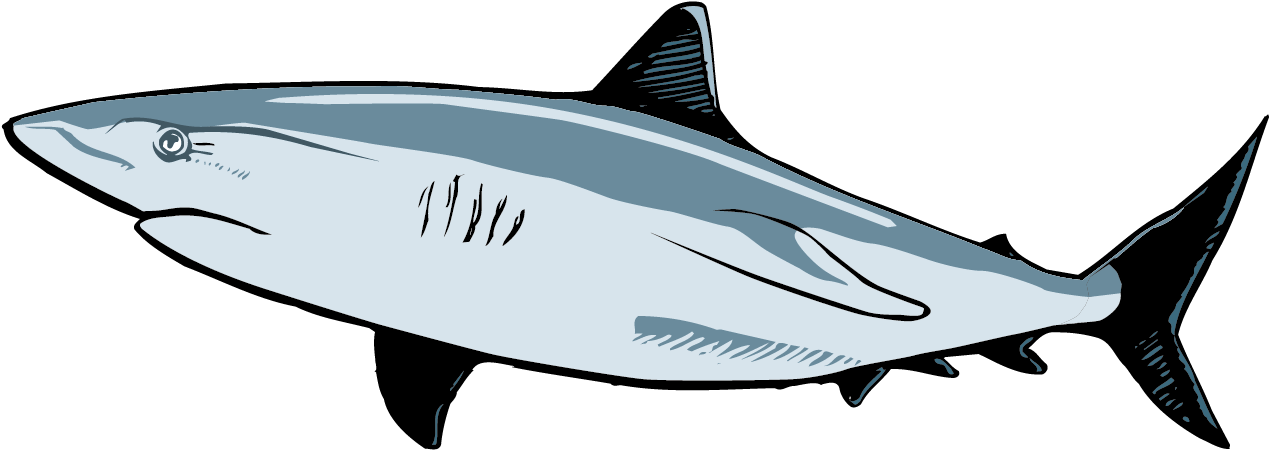 Requiem Shark Great White Shark Clip Art - Requiem Shark Great White Shark Clip Art (1400x592)