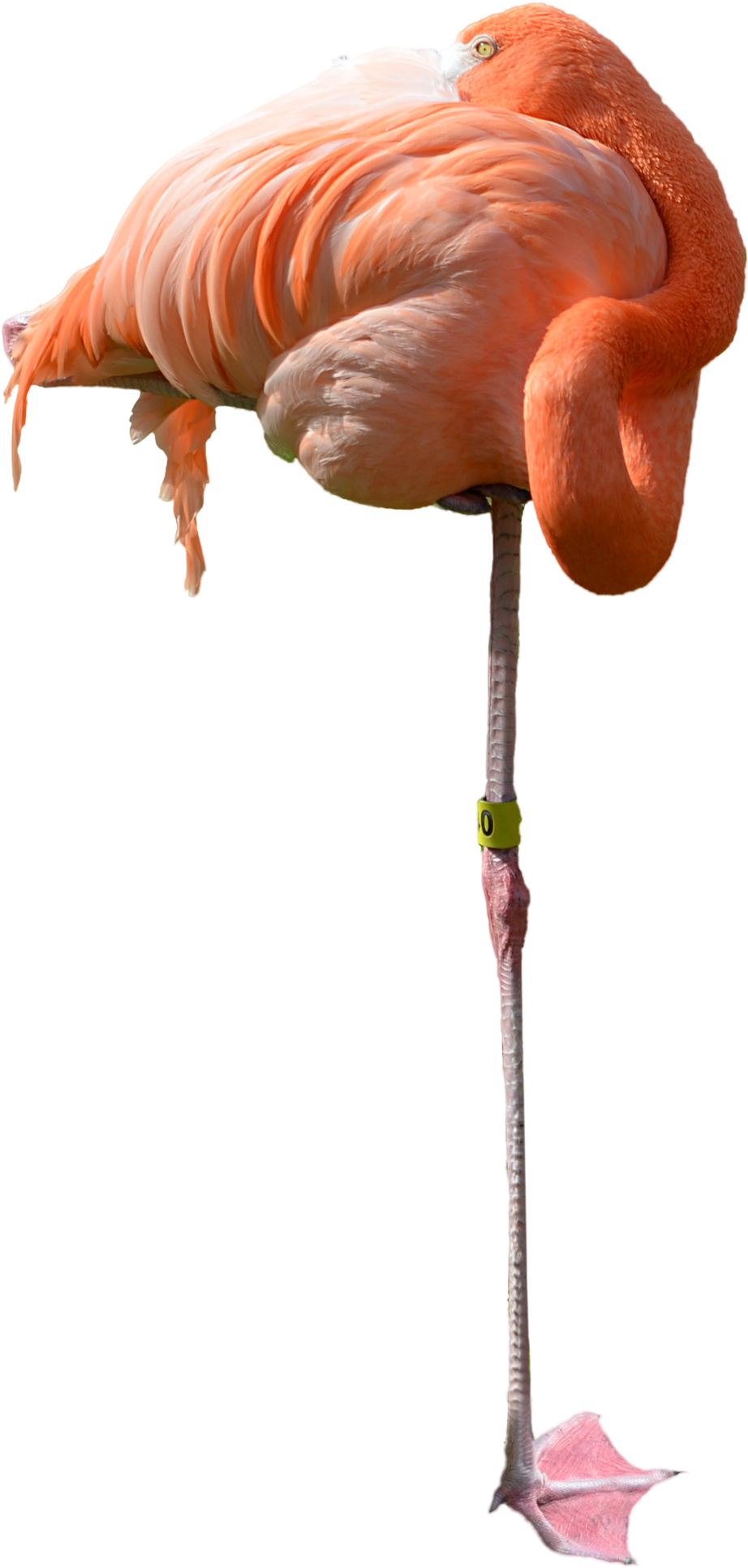 Sleeping Pink Flamingo Stock Photo 0438 Png By Annamae22 - Sleeping Flamingo Png (1600x2642)