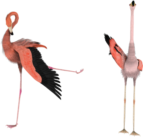 Howdy Flamingo Silly Stock By Madetobeunique - Flamingo (600x480)