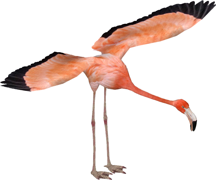 Caribbean Flamingo - Caribbean Flamingo (745x745)