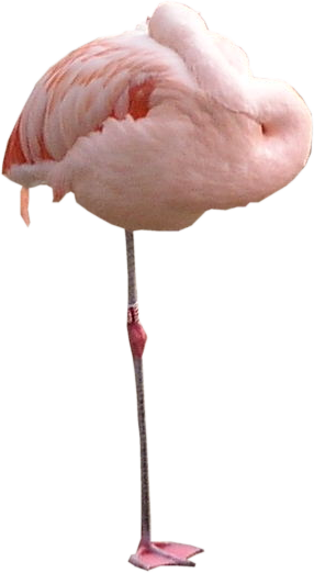 Flamingo Png Texture - Flamingo Transparent Sleeping (286x522)