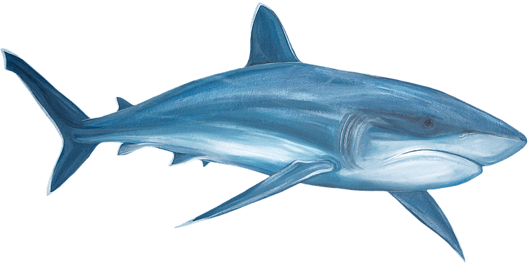 Oa-07 - Png Images Transparent (768x385)
