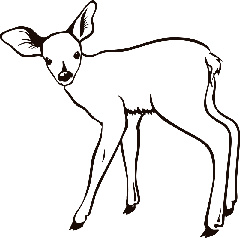 Fawn Outline - Outline Pictures Of Animals (800x791)