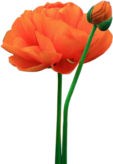 Tubes Fleurs - Flower (428x640)