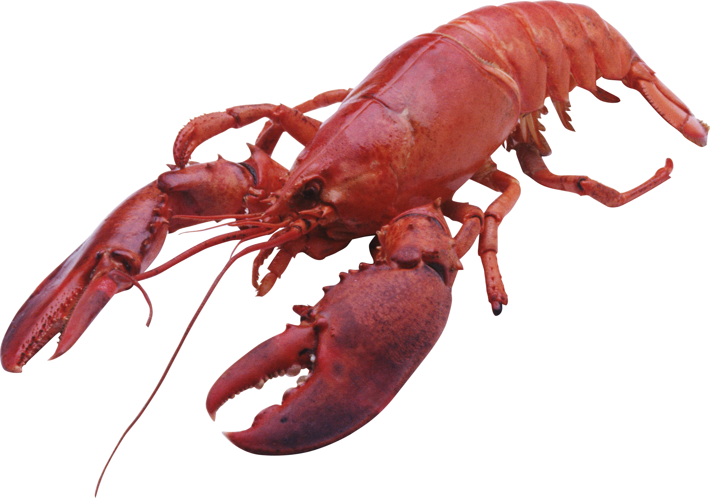 Lobster Png - Color Is A Lobster (2291x1609)