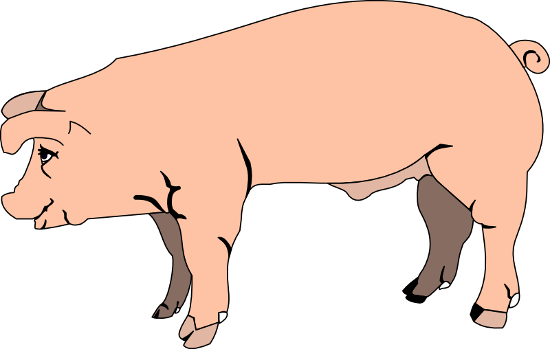 Profile Clipart Pig - Pig Clipart No Background (800x508)