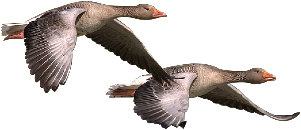 Halloween Goose Cliparts 12, Buy Clip Art - Goose (1280x767)