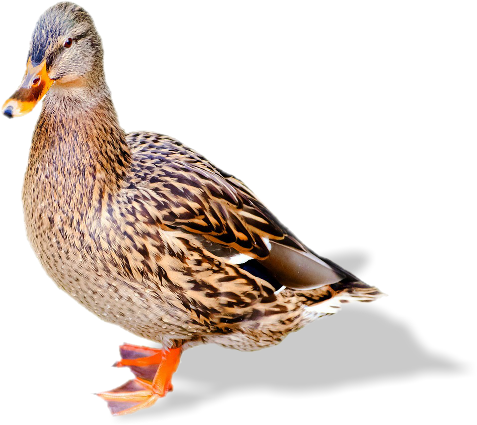 Everything - - Waterfowl Calendar 2015: 16 Month Calendar (960x960)