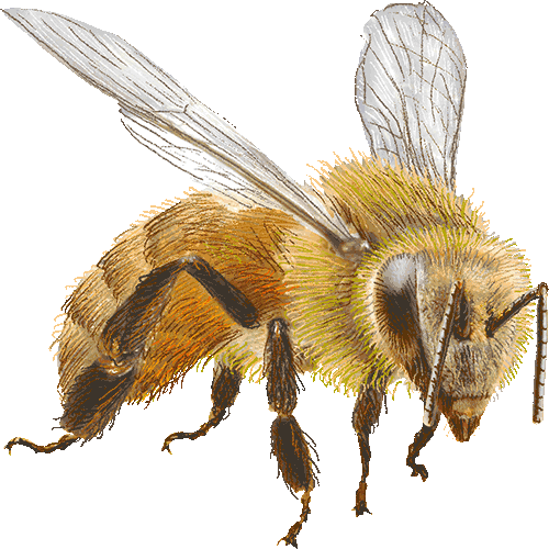 Honey Bee With Transparent Background (500x500)