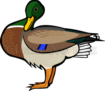 Mallard Drake - Clip Art (400x346)