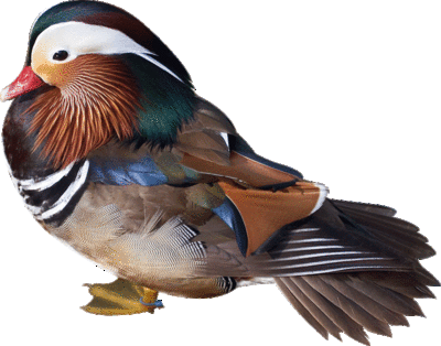 Duck Bird On Free Bird Clipart Created From Public - Miss You Duck Card (400x314)