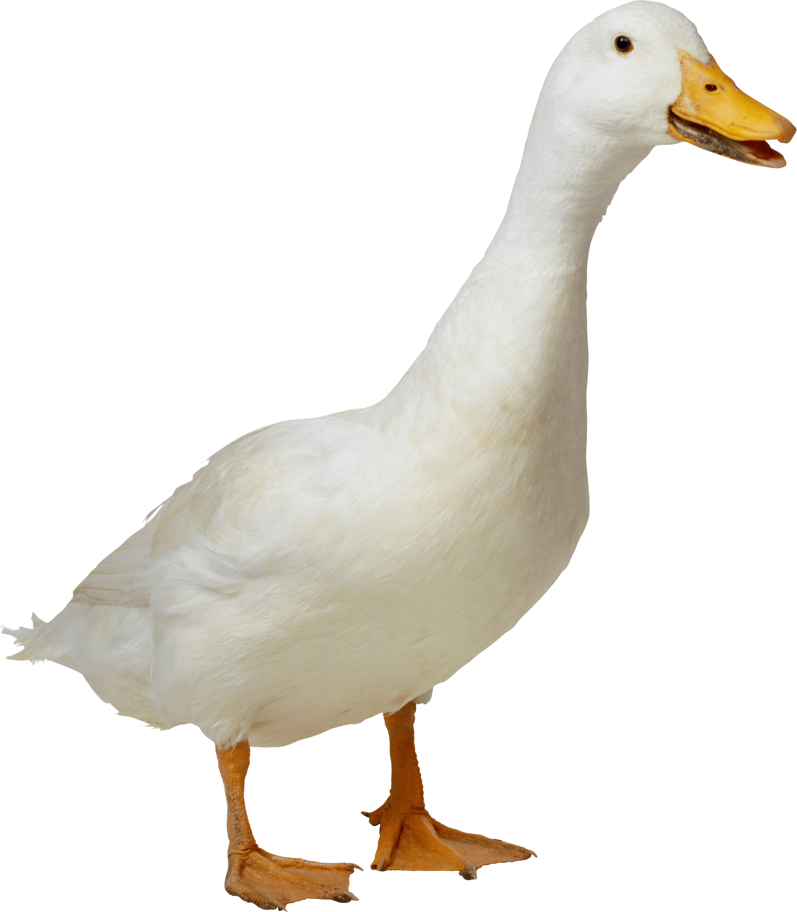 Duck Clipart Transparent Background - Duck Png (2535x2901)