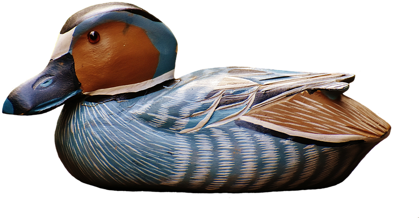Wood Duck Clipart Duck Decoy - Gräsand Transparent Background (960x537)